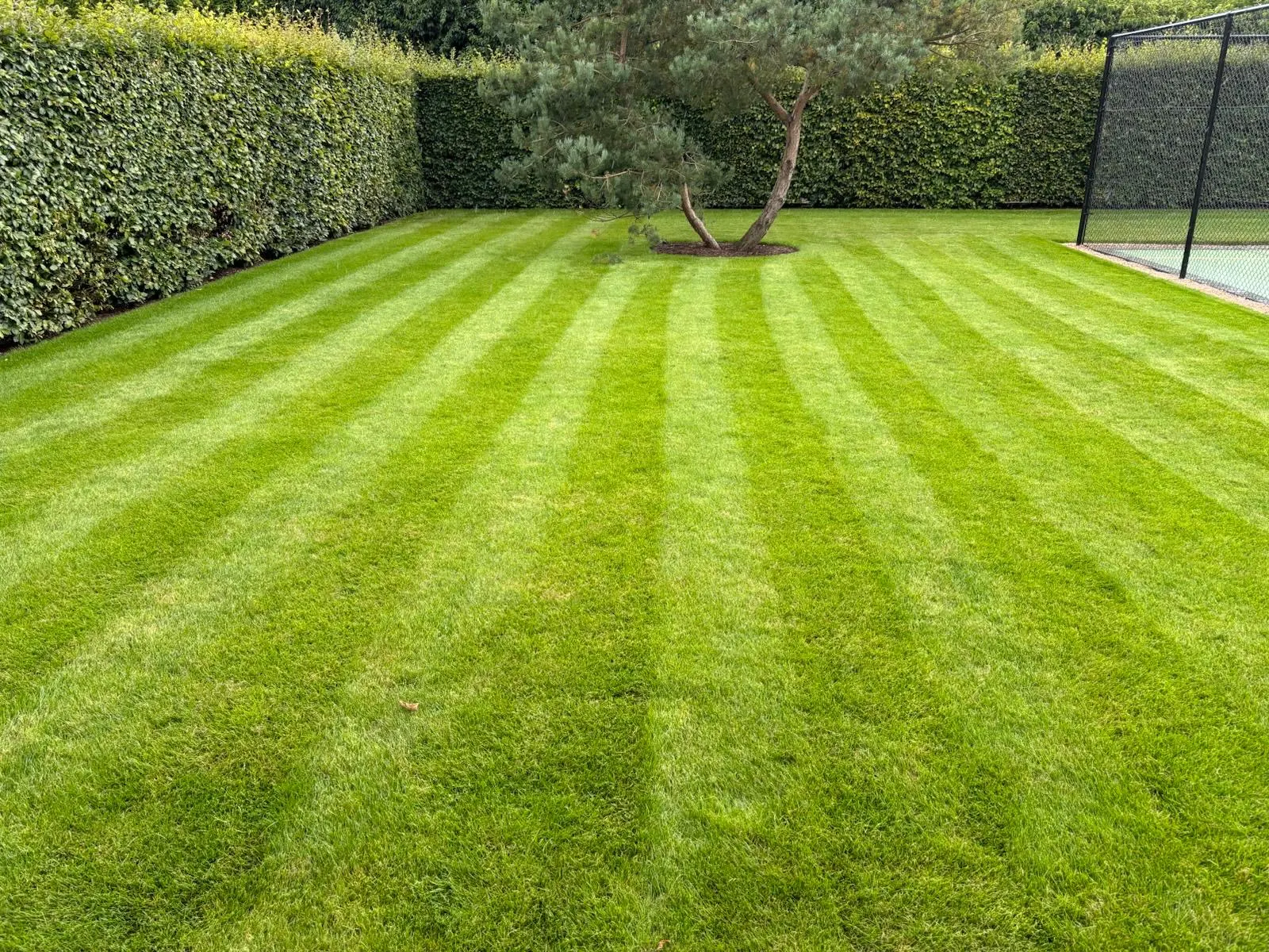 Manicured lawn in Ascot